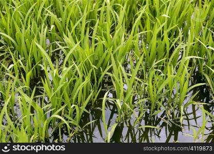 Green rice plants in irrigation spring fields