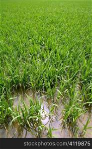 Green rice plants in irrigation spring fields