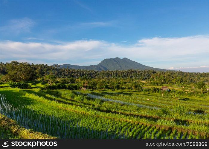Green Rice Terrace and ricefield, Ubud, Bali, Indonesia