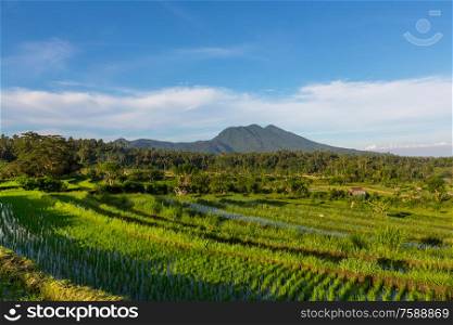 Green Rice Terrace and ricefield, Ubud, Bali, Indonesia