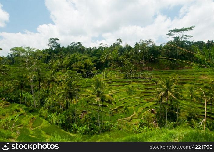Green rice terraces near Ubud, Bali, Indonesia
