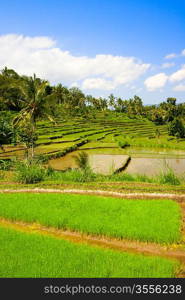 Green rice terraces on Bali island