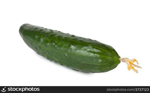 Green ripe juicy cucumber isolated on white background