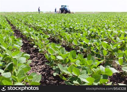 Green ripening soybean field, farmers with tractor in the background