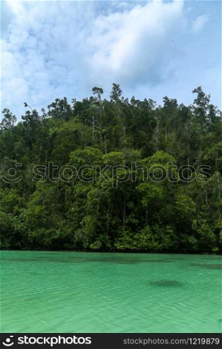 Green river through the dense jungle in the frorest of Raja Ampat, West Papua province, Indonesia