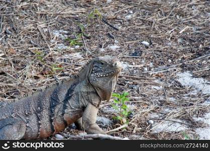 Green rock iguana on Little Cayman island