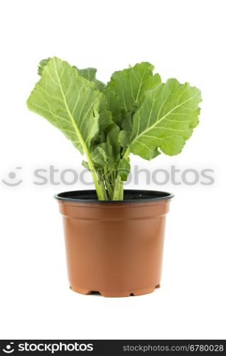Green Rocket or Roquette leaves. Green Rocket or Roquette leaves isolated on white background (with clipping work path)
