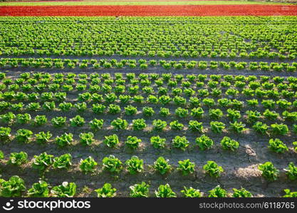 Green romain letucce and red oak leaf field in a row in Mediterranean area