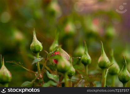 Green rose buds, with morning dew drops on them, prepare to open at the end of summer.. Green Rose Buds with Dew Drops