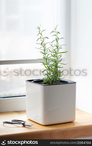 Green rosemary in a white cube pot on the windowsill. A potted rosemary plant. Kitchen herb plants. Green fresh aromatic herbs in pots. Aromatic spices Growing at home.