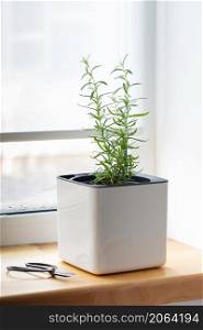 Green rosemary in a white cube pot on the windowsill. A potted rosemary plant. Kitchen herb plants. Green fresh aromatic herbs in pots. Aromatic spices Growing at home.