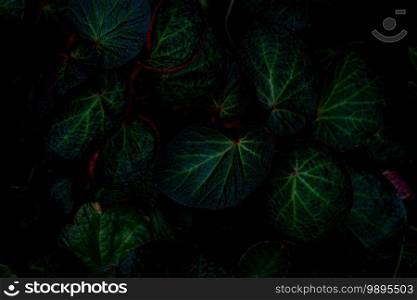 Green round leaf texture on dark background. Close-up detail of begonia leaves. House plant. Indoor plants. Begonia leaf for home decoration. Wallpaper for spa or mental health and mind therapy. 