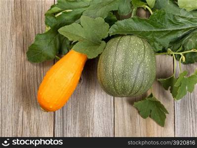 Green round zucchini and yellow squash with plant leafs on rustic wood. Close up top view of image in horizontal format.