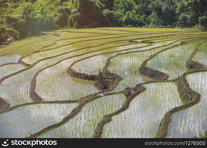 Green rural terraced rice field with water background.