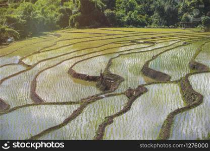 Green rural terraced rice field with water background.