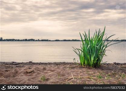 Green rushes on a sandy beach in cloudy weather