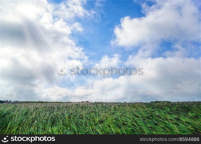 Green rushes with high growth under a blue sky near the sea