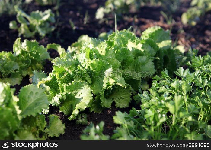 Green salad grows on farmer grounds