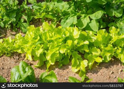 Green salad leaves in a kitchen garden