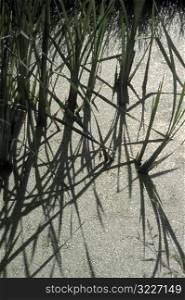 Green Sand Grasses