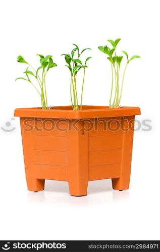 Green saplings growing in the clay pot