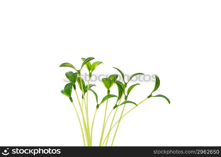 Green saplings isolated on the white background