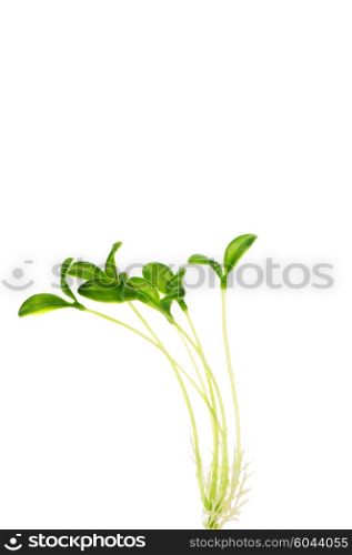 Green saplings isolated on the white background