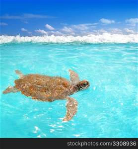 Green sea Turtle Chelonia mydas Caribbean sea Cheloniidae water surface