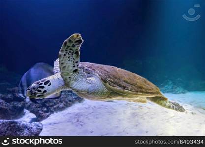 Green sea turtle Chelonia mydas swinning in aquarium, oceanarium blue water. Ocean, marine, aqueatic, underwater life.