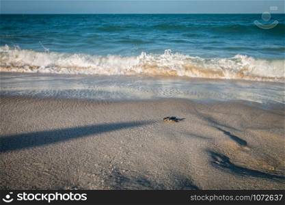 Green sea turtle hatchling on the beach on the Swahili Coast, Tanzania.