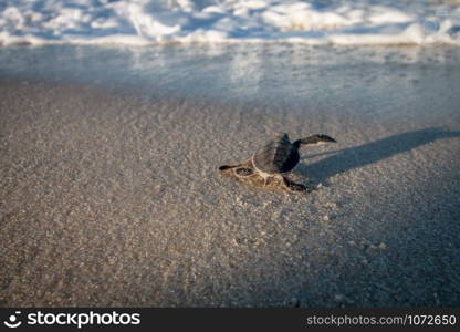 Green sea turtle hatchling on the beach on the Swahili Coast, Tanzania.