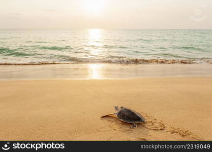 Green Sea Turtle on the tropical beach at sunset, heading for the ocean for the first time. Golden sun setting and coastline backgrounds. Khao Lampi-Hat Thai Mueang National Park, Phang Nga, Thailand. Summer season.