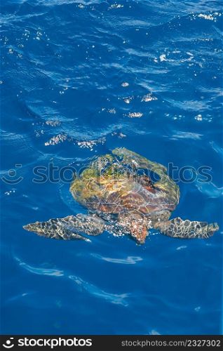 Green Sea Turtle swimming in a blue seawater. Bright sunlight with glitter sparkles. Similan Islands, Andaman Sea, Thailand. Summer season. Focus on surface of seawater.