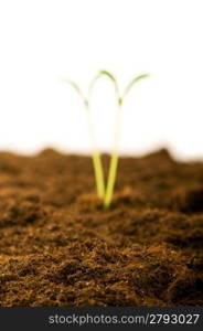 Green seedling at the background with focus on soil