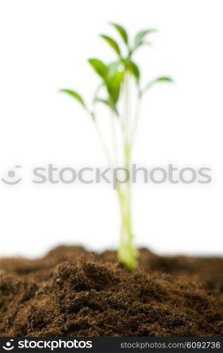 Green seedling - focus on the soil in foreground