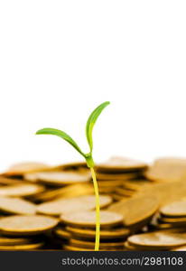 Green seedling growing from the pile of coins