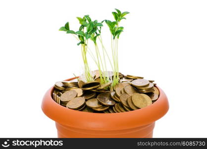 Green seedling growing from the pile of coins