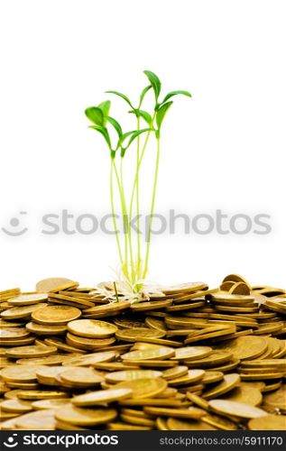 Green seedling growing from the pile of coins&#x9;