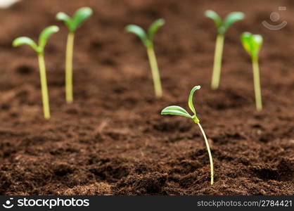 Green seedling illustrating concept of new life