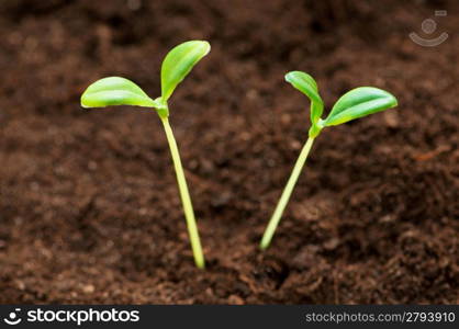 Green seedling illustrating concept of new life