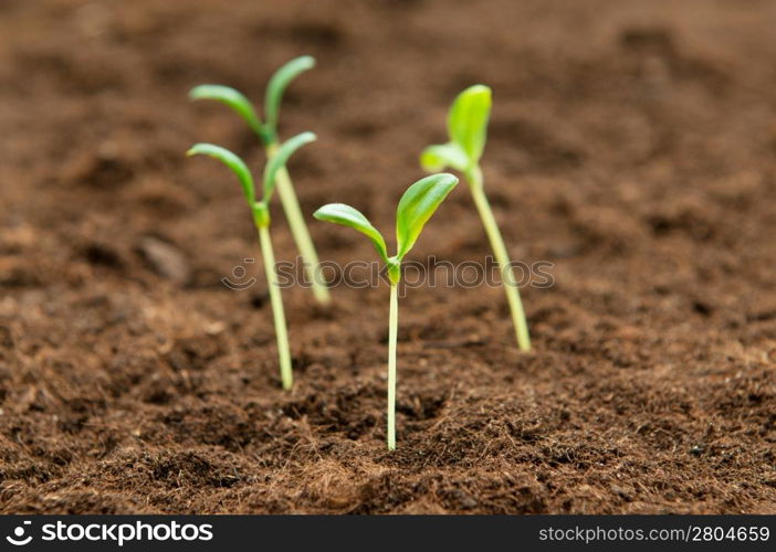 Green seedling illustrating concept of new life