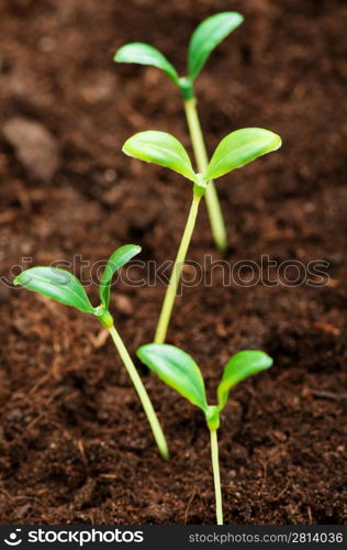 Green seedling illustrating concept of new life