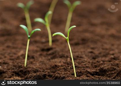 Green seedling illustrating concept of new life