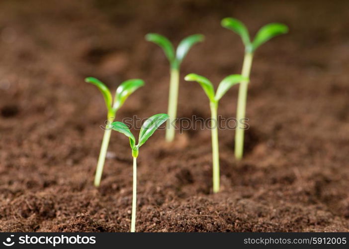 Green seedling illustrating concept of new life