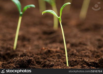 Green seedling illustrating concept of new life