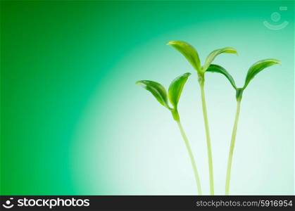 Green seedling illustrating concept of new life