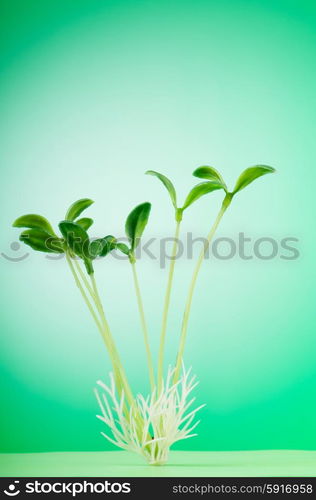 Green seedling illustrating concept of new life