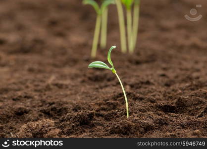 Green seedling illustrating concept of new life