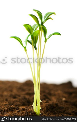 Green seedling illustrating concept of new life