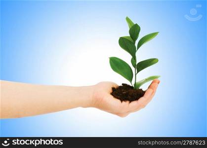 Green seedling in hand isolated on white